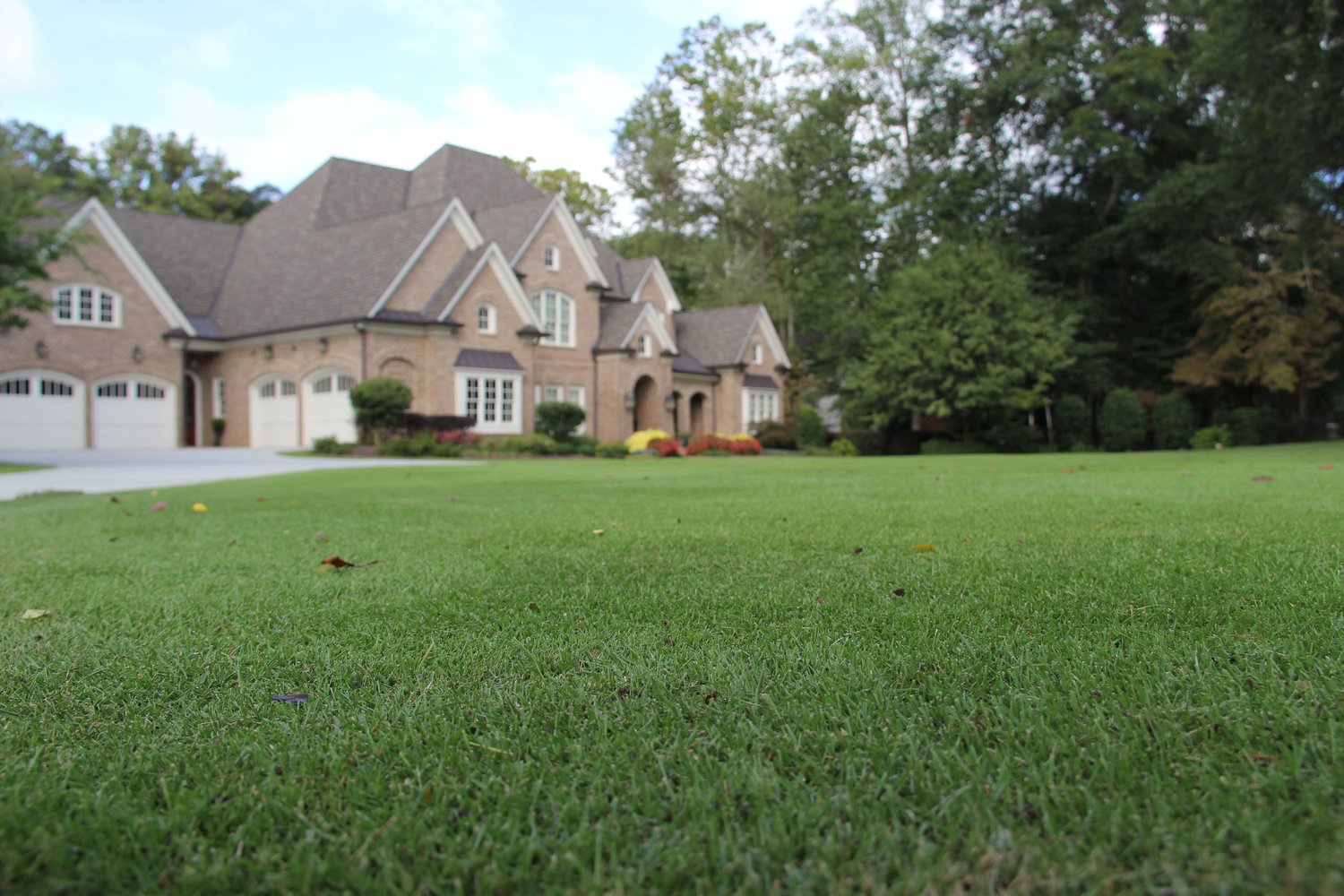 Zeon Zoysia Grass